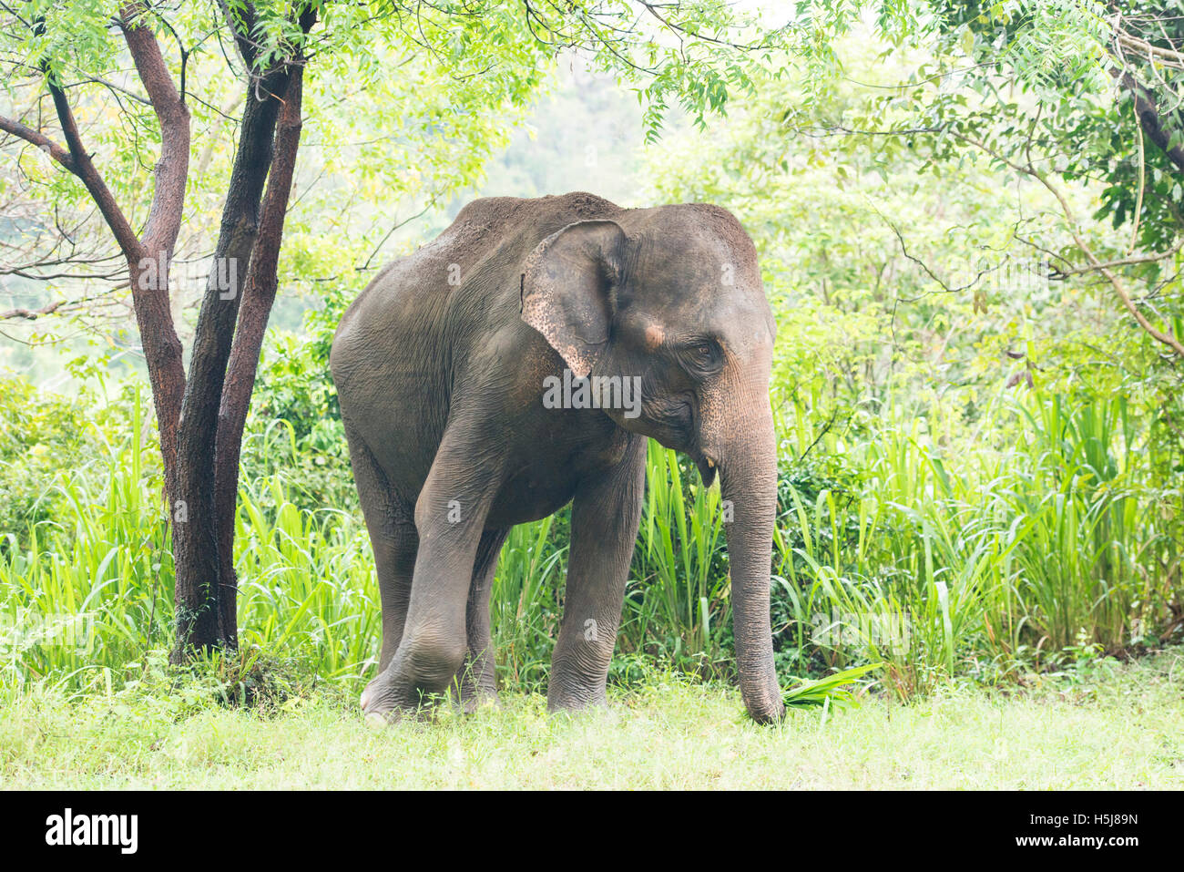 Elefante asiático, Elephas maximus, Parque Nacional Minneriya, Sri Lanka Foto de stock