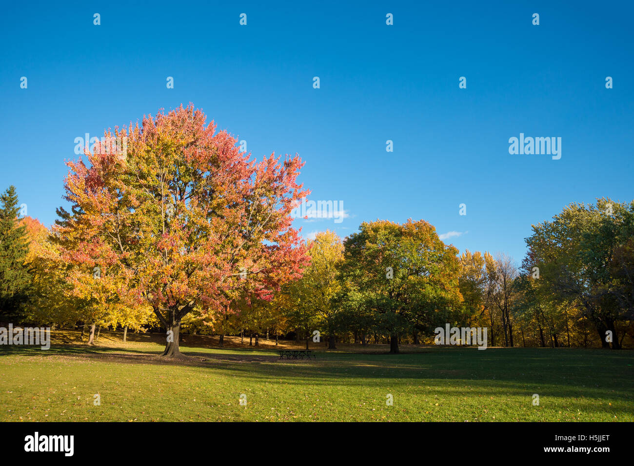 Árbol de arce en colores de otoño en Mount-Royal en Montreal, Canadá. Foto de stock