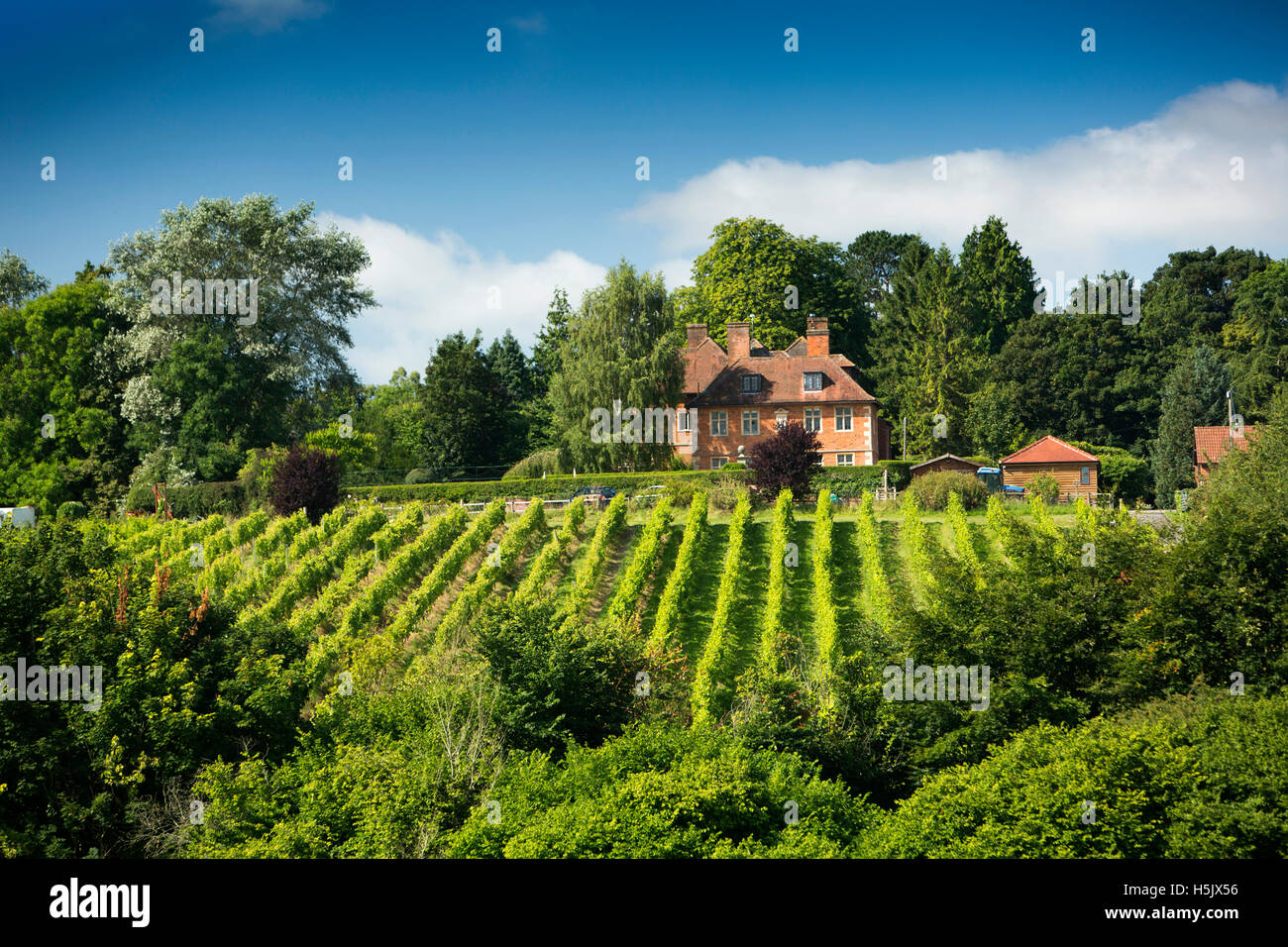 Reino Unido, Inglaterra, Wiltshire, Salisbury Plain, Littleton Panell, a'Beckett's Vineyard Foto de stock
