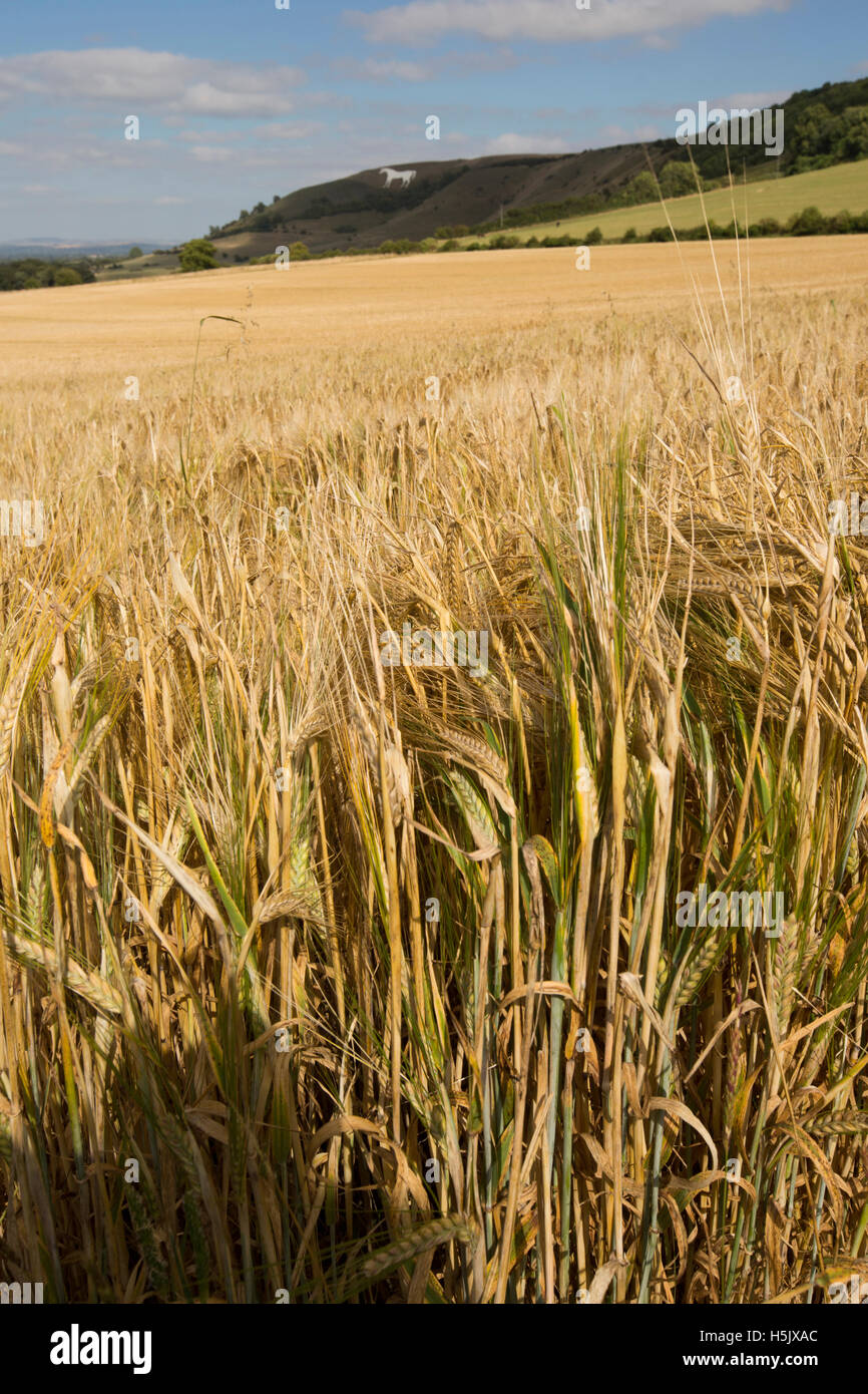 Westbury white horse fotografías e imágenes de alta resolución Alamy