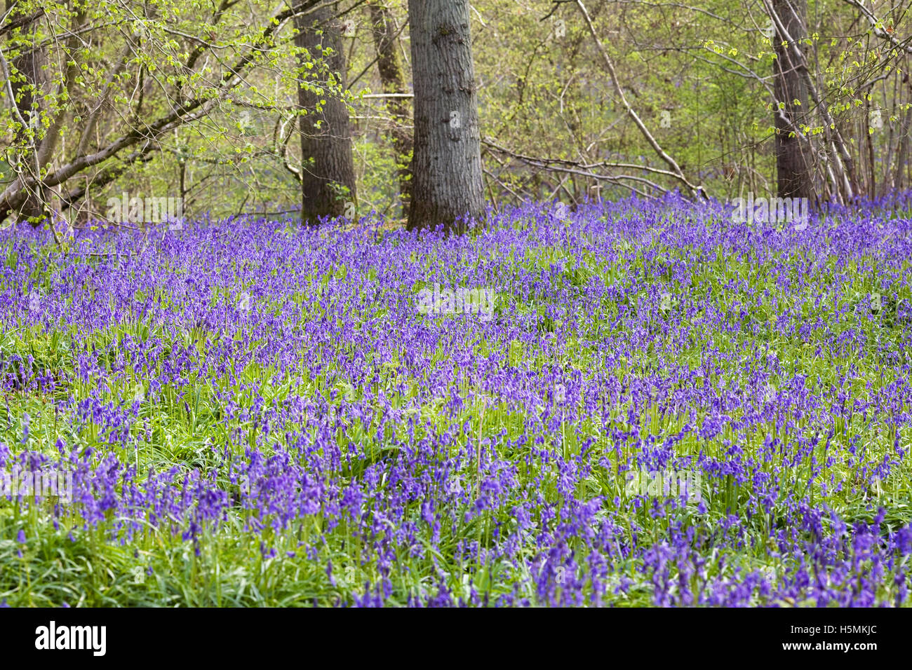 Bosques ingleses fotografías e imágenes de alta resolución Alamy