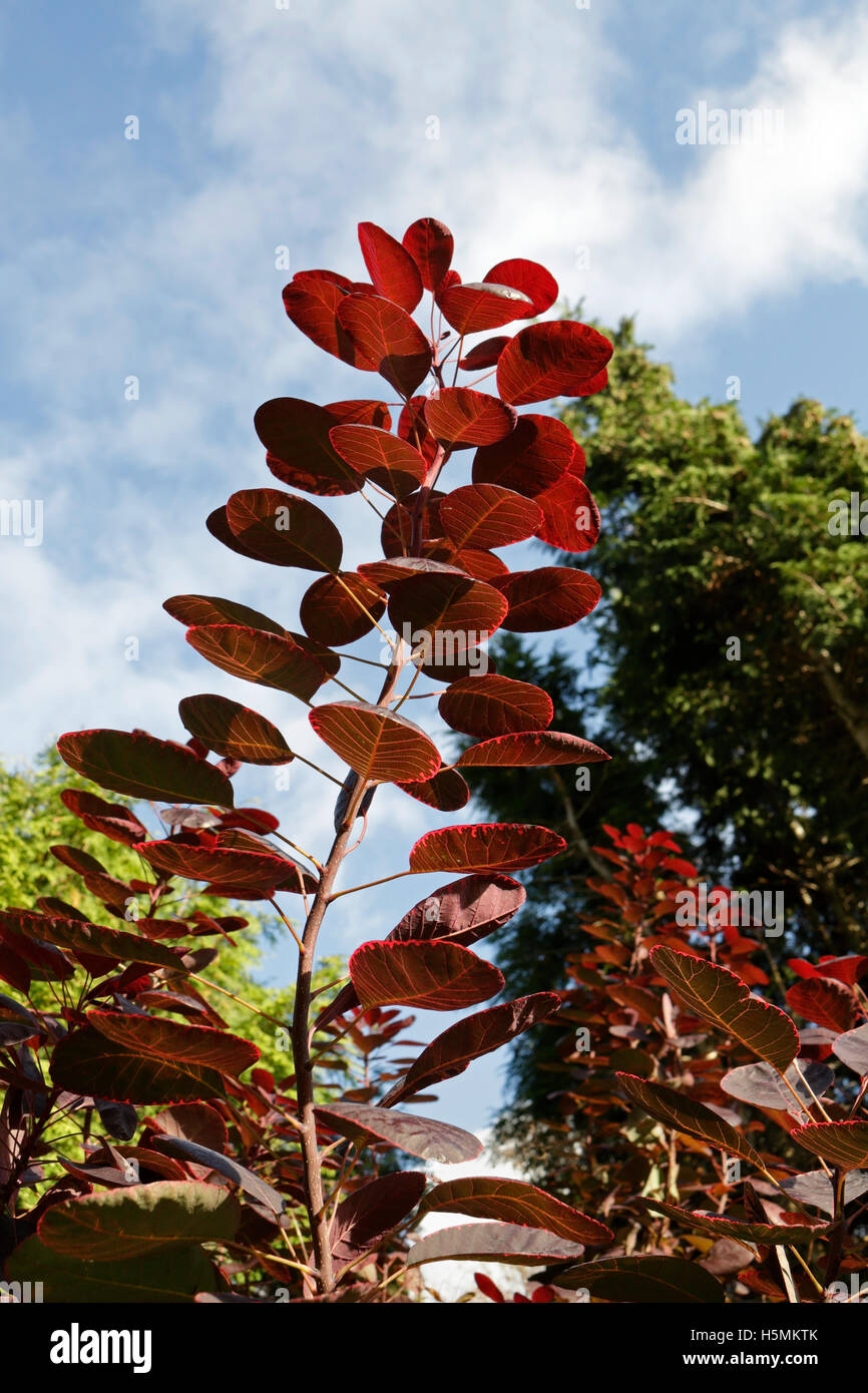Árbol de humo (peluca Bush) - Cotinus Coggygria Fotografía de stock - Alamy