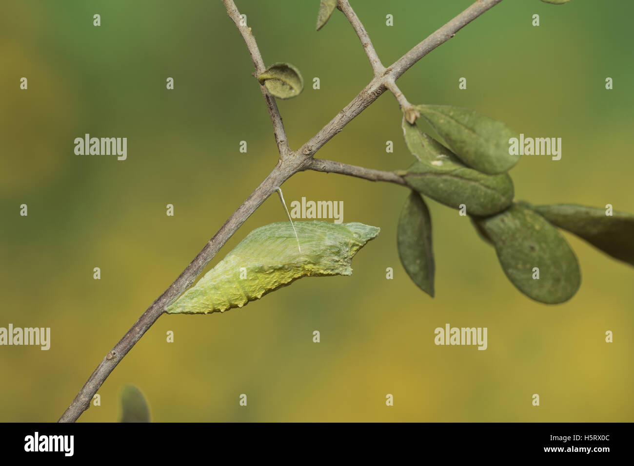 Papilio polyxenes (especie), Caterpillar pupating en chrysalis, Hill Country, Texas, EE.UU. Foto de stock