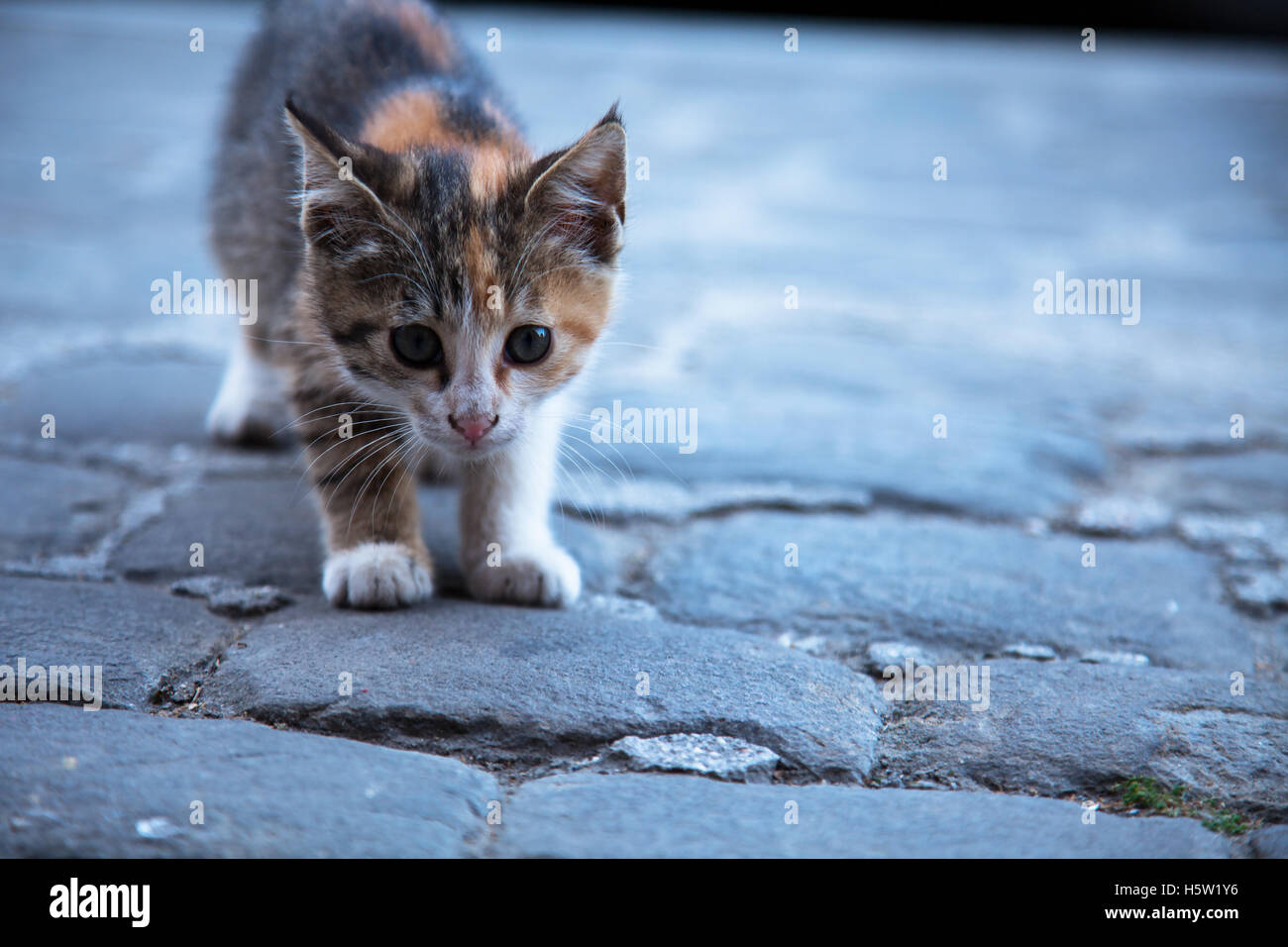 Un lindo gatito está buscando interesados en la cámara Foto de stock