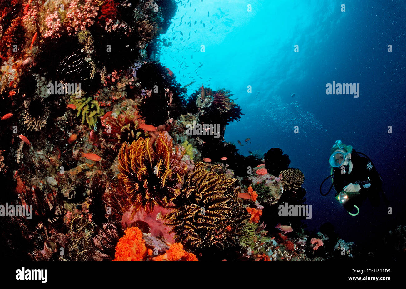 Diver buceo en el arrecife de coral, Komodo, Indo-Pacífico, Indonesia, Sudeste de Asia Foto de stock