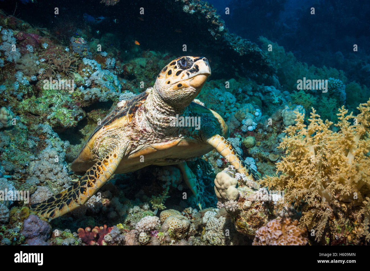 Carey (Eremochelys imbricata). Egipto, el Mar Rojo. Foto de stock