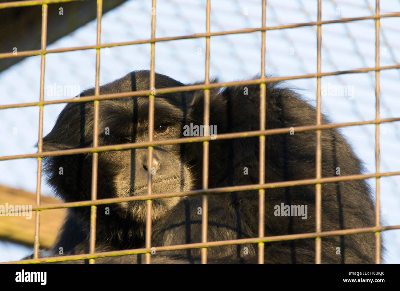 Cerca de un mono mirando a través de las rejas de una jaula. Foto de stock