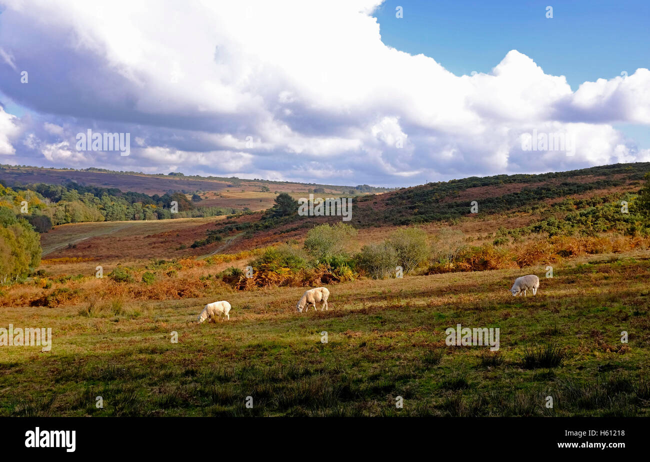 El pastoreo ovino bosque de Ashdown Sussex, UK Foto de stock
