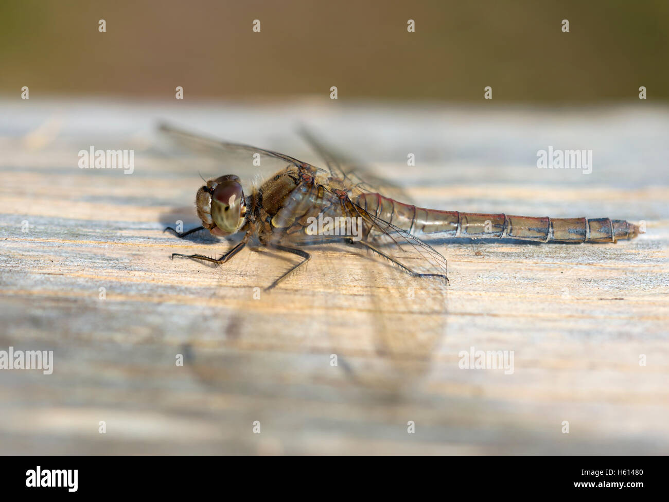 Hembra Darter común Dragonfly tomando el sol de la mañana Foto de stock