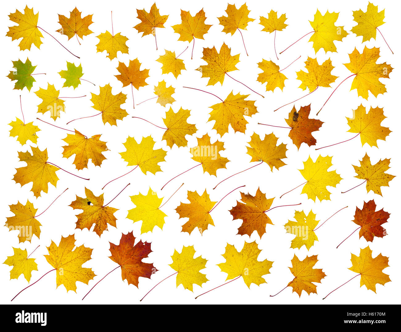 Cuarenta y cinco aislados real otoño las hojas del árbol de arce. Gran plató de collages Foto de stock