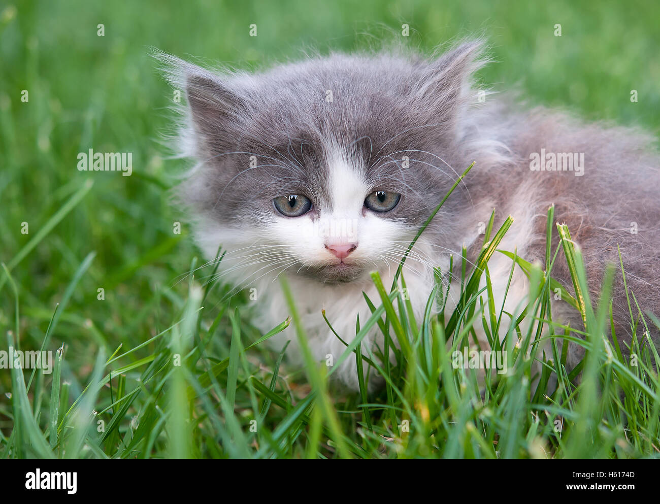 Ojos azules profundos fotografías e imágenes de alta resolución Alamy