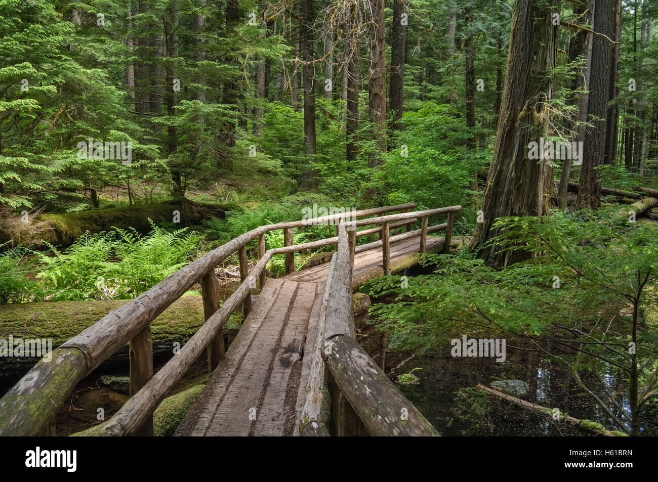 Puente de madera sobre el McKenzie River National Recreation Trail; Bosque Nacional Willamette, Cascade Mountains, Oregon. Foto de stock