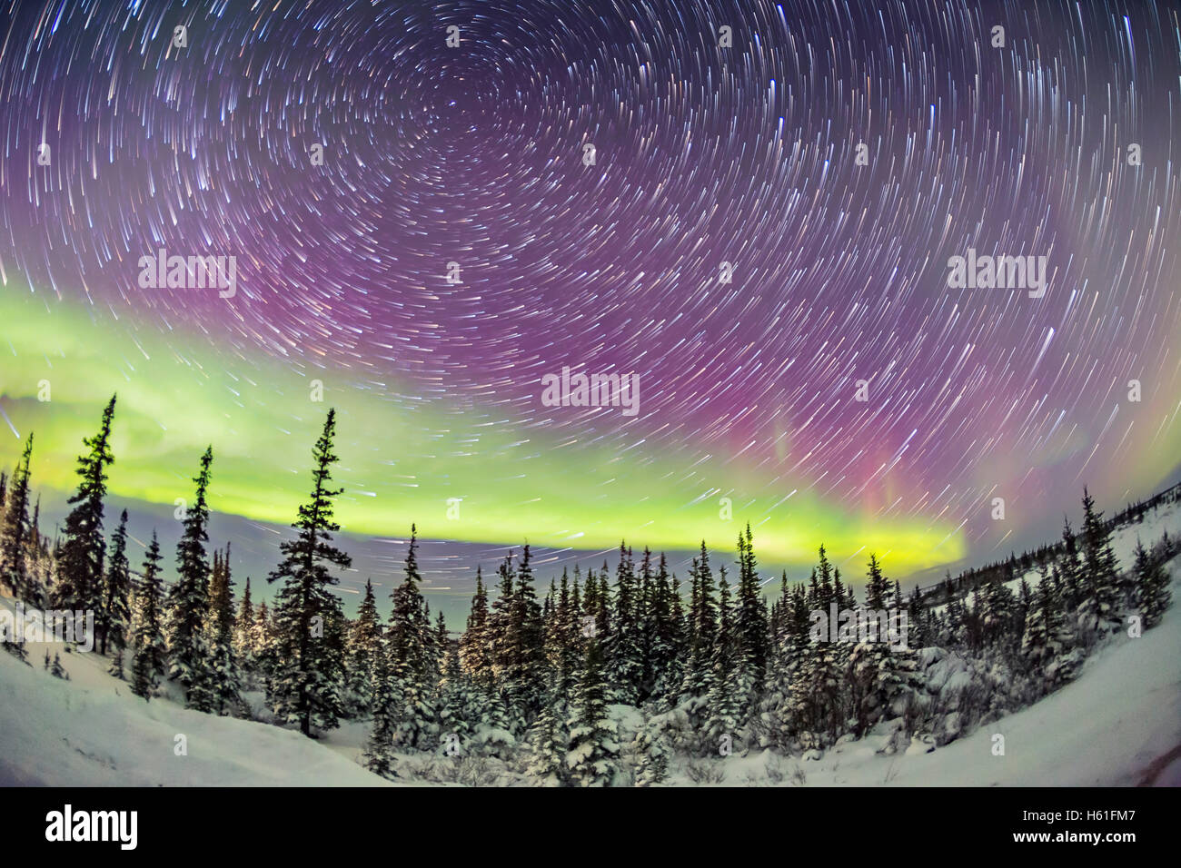 Estrellas circumpolar arbol cielo astronomia Fotos e Imágenes de stock