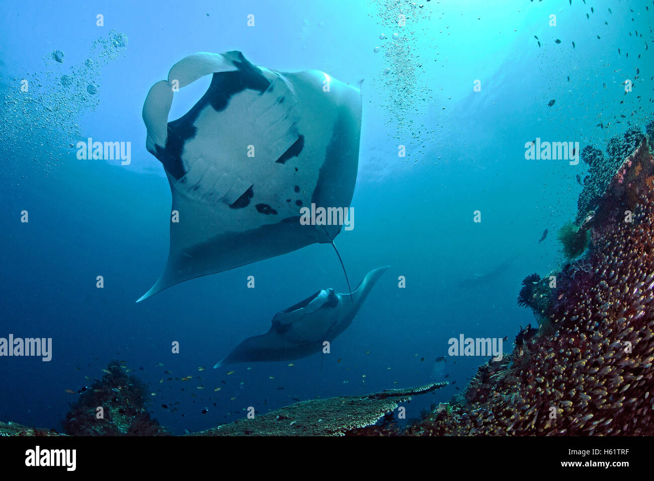 Manta rayas elevándose sobre los arrecifes de coral. Foto de stock