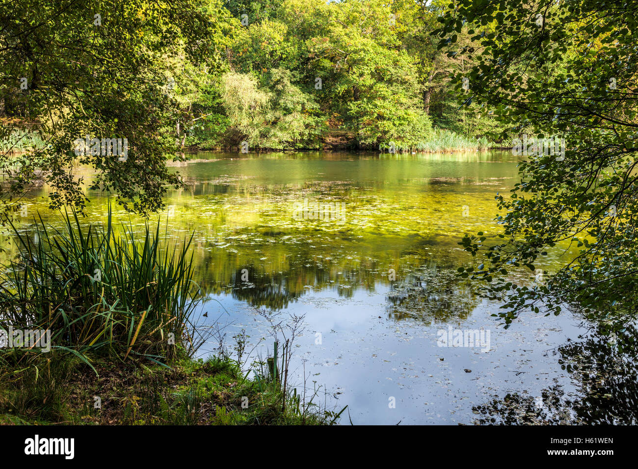 Cannop estanques en el Bosque de Dean, Gloucestershire. Foto de stock