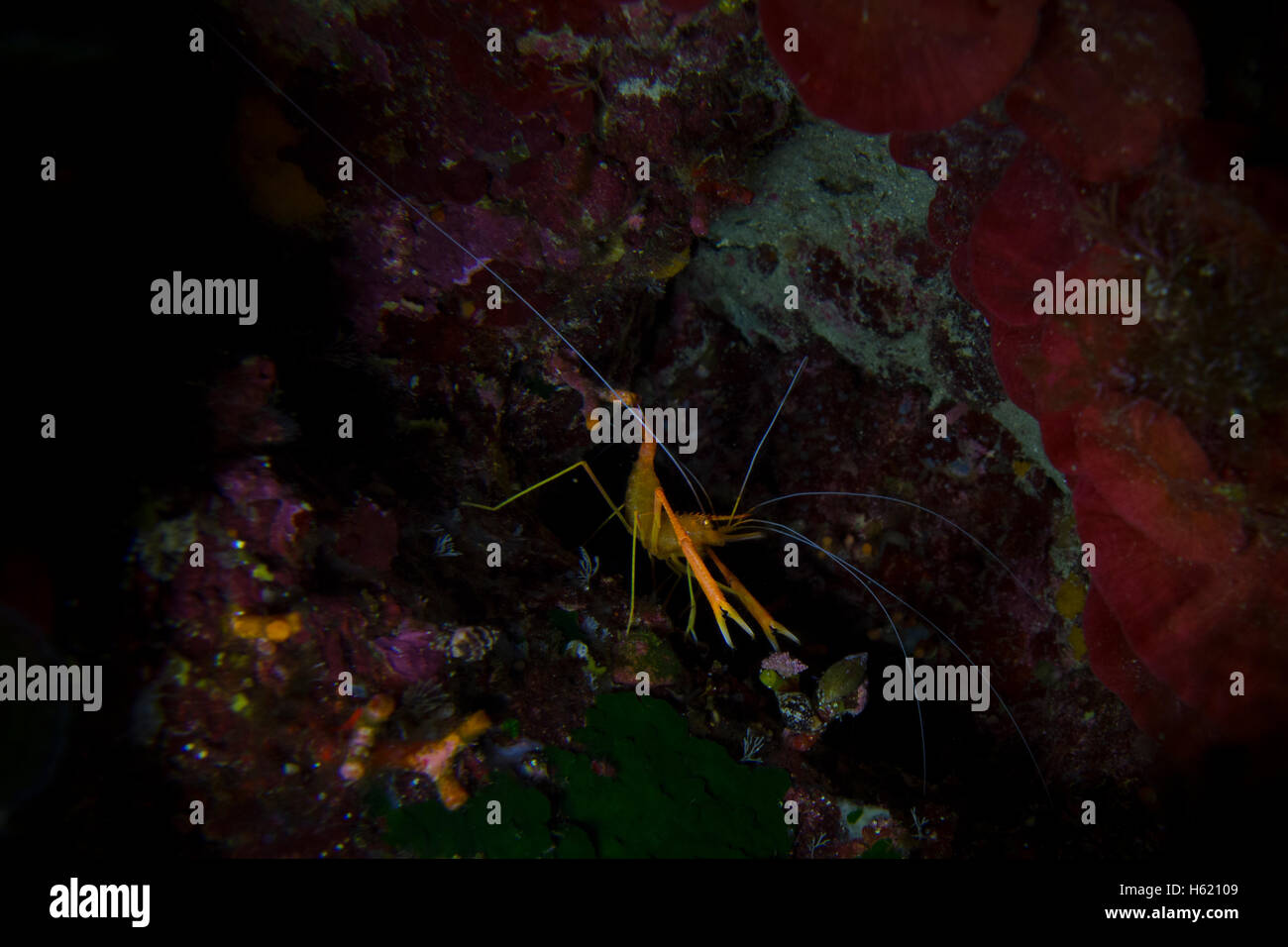 Camarones de mar fotografías e imágenes de alta resolución - Alamy