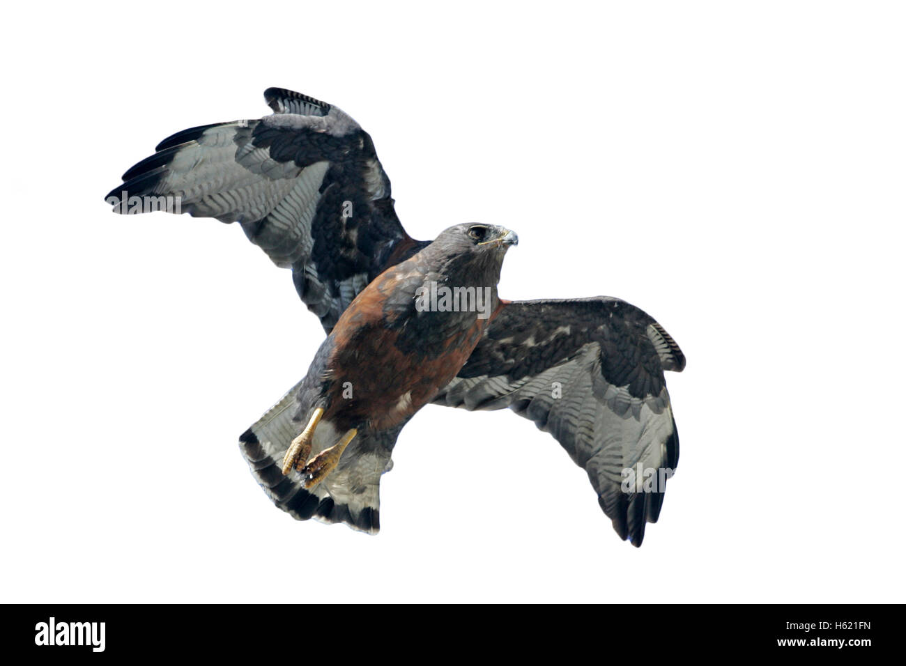 Aguilucho de más afuera, Buteo polyosoma, única mujer en vuelo, Islas Malvinas Foto de stock