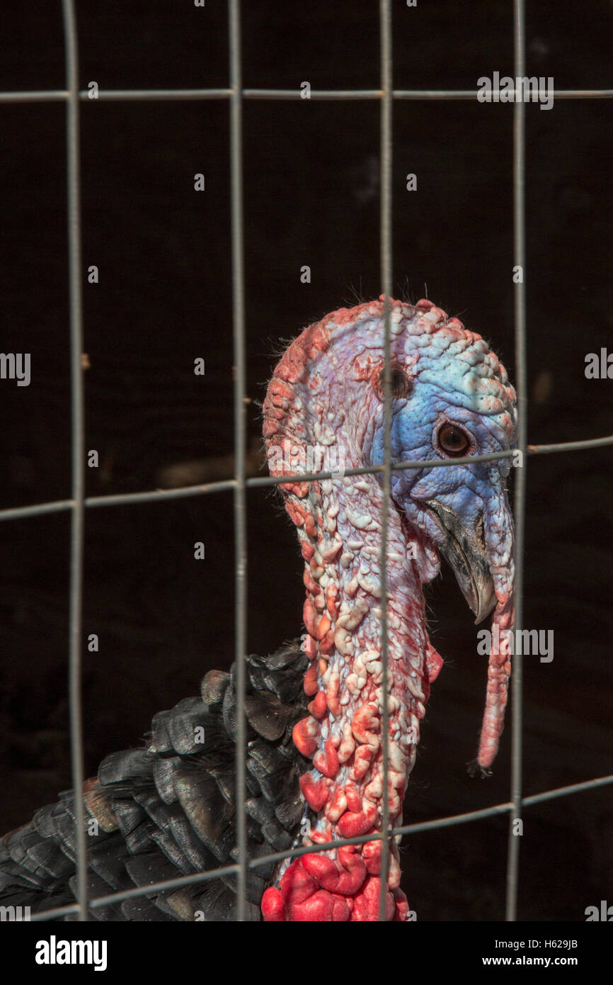 Thoreau, New Mexico - un pavo criado en una pluma por una familia en la Reservación Navajo. Foto de stock