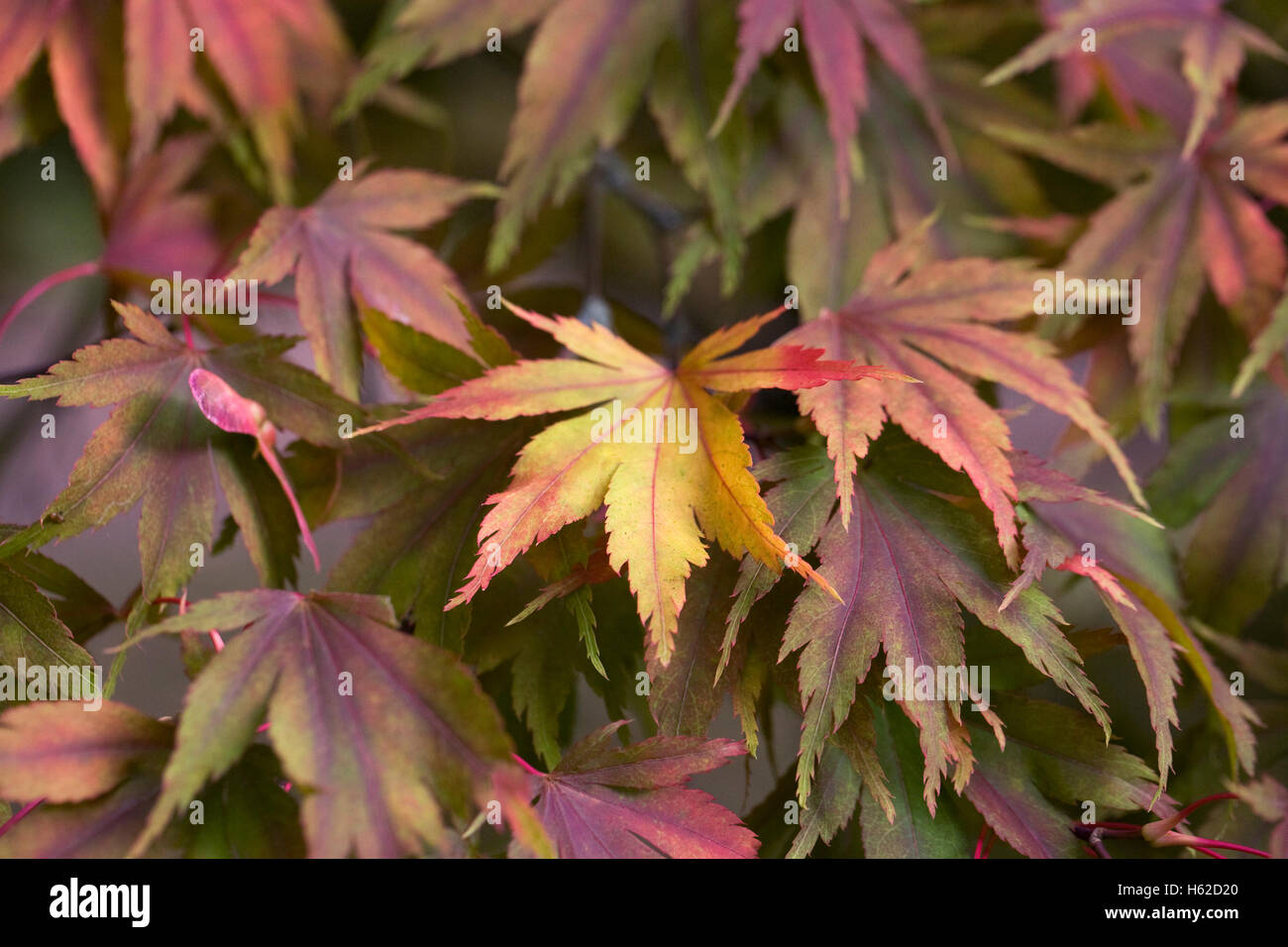 Acer palmatum 'Kuabu yama' de hojas en otoño. Foto de stock