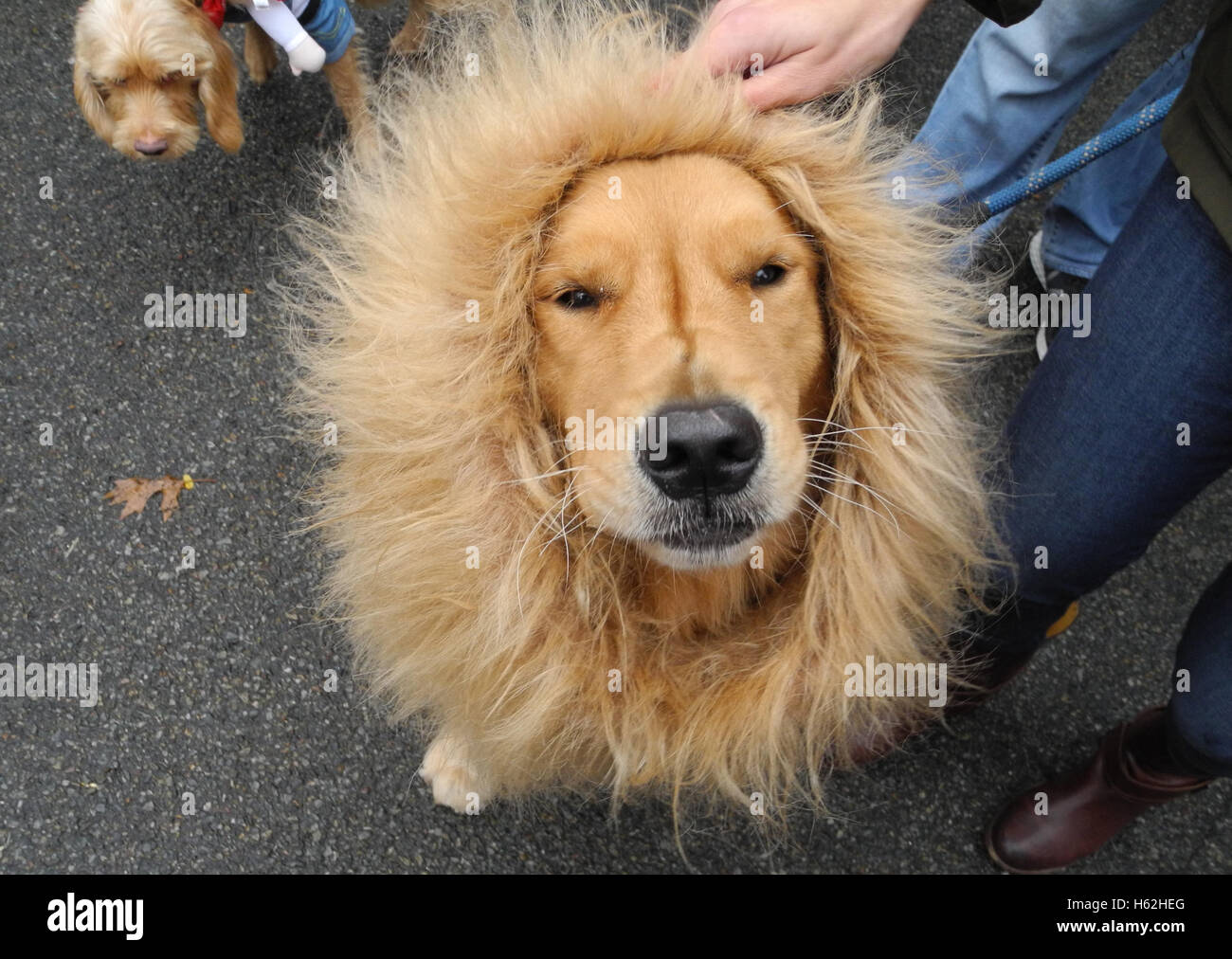 Perro disfrazado de león fotografías e imágenes de alta resolución - Alamy