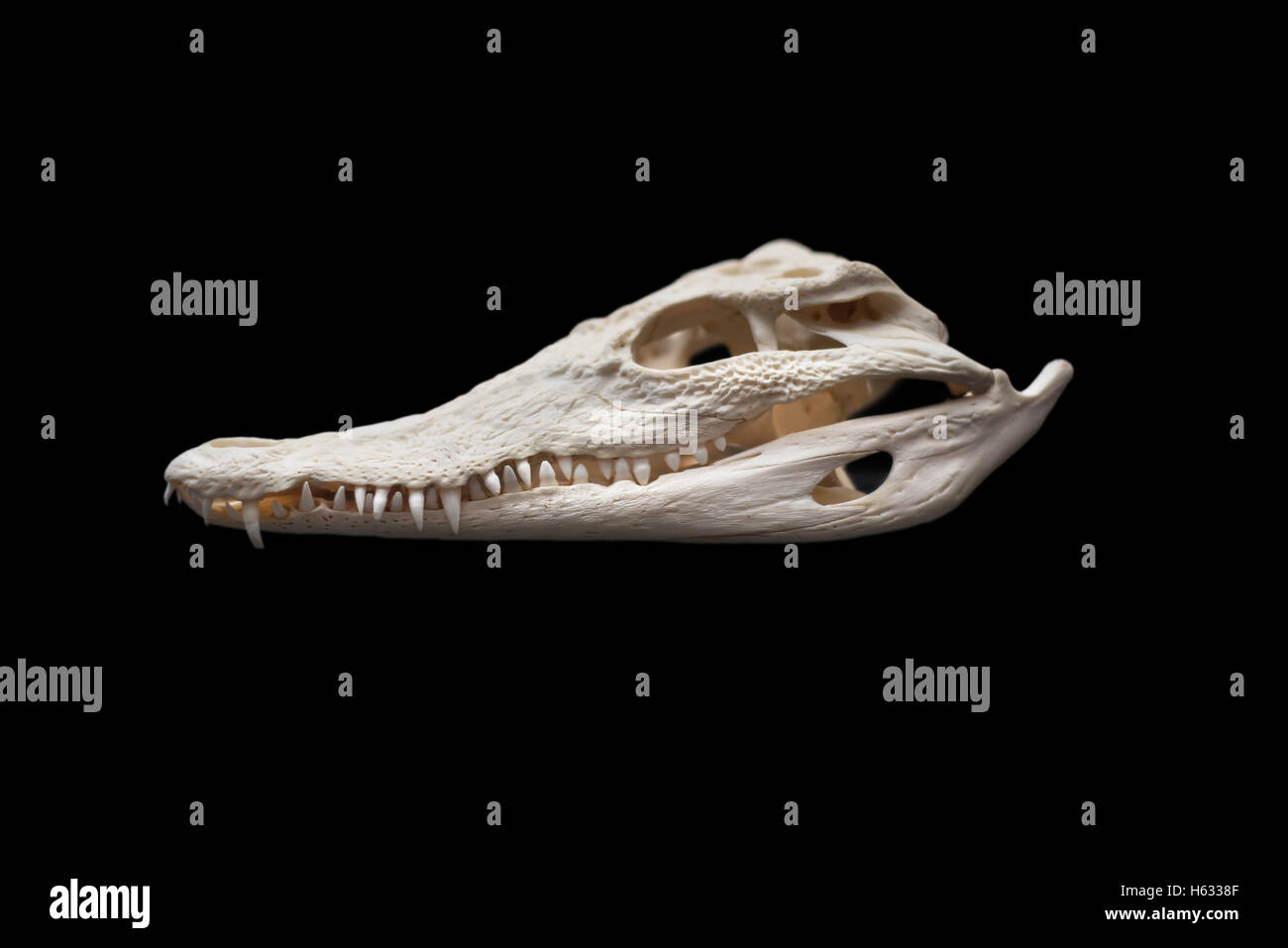 Nilo cráneo de cocodrilo negra sobre fondo aislado Foto de stock