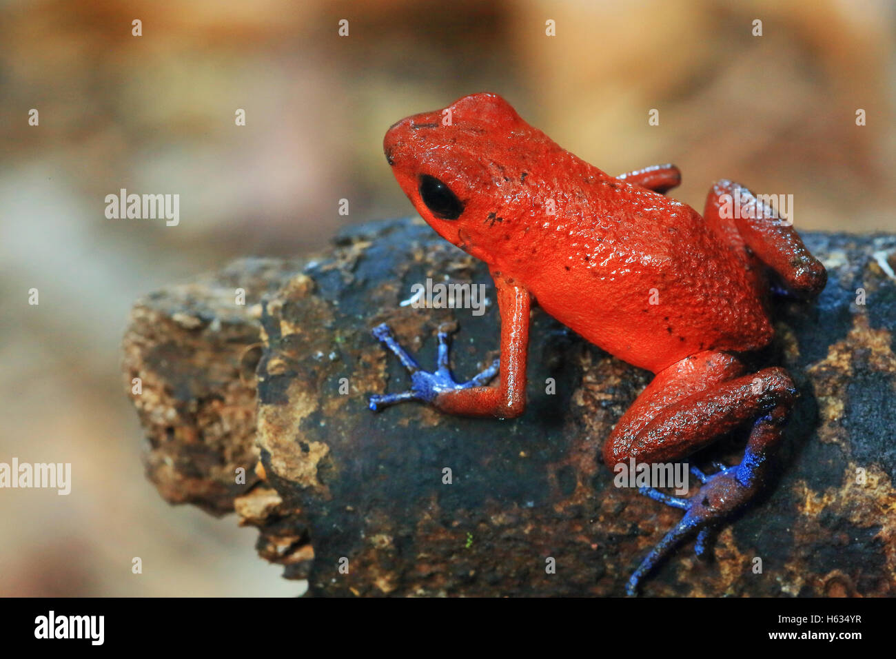 Blue jeans poison dart frog (Oophaga pumilio) en las tierras bajas de la  selva. Cerro de Tortuguero, Costa Rica Fotografía de stock - Alamy