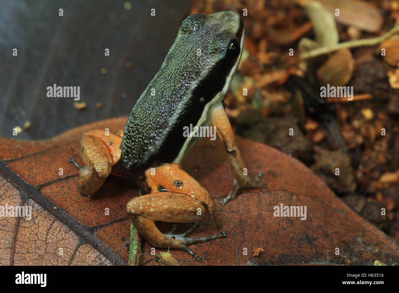 Rainforest rocket frog (Silverstoneia flotator) en bosque tropical