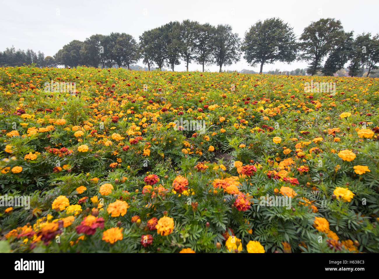 Campo lleno de caléndulas en otoño en los Países Bajos Foto de stock
