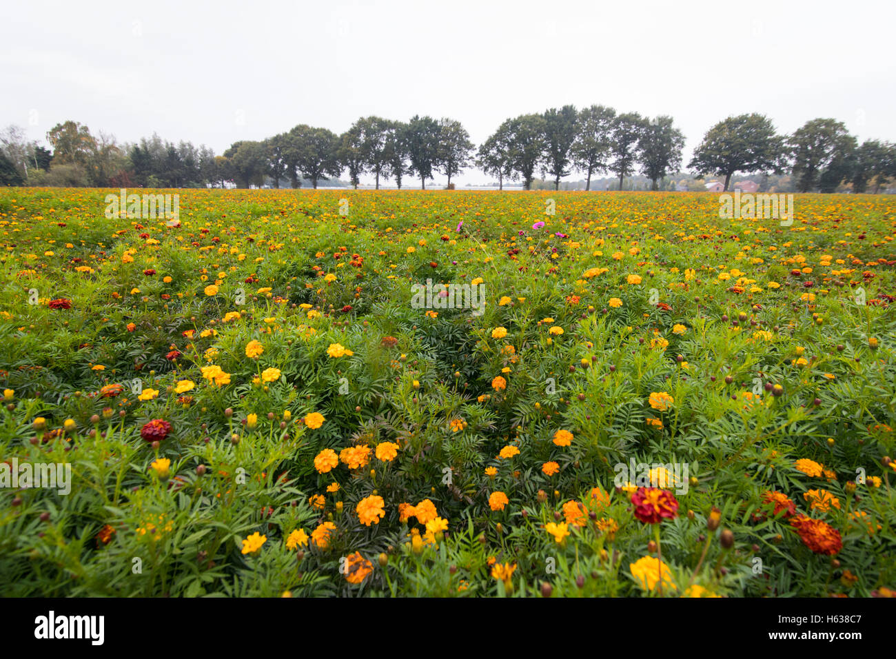 Campo lleno de caléndulas en otoño en los Países Bajos Foto de stock