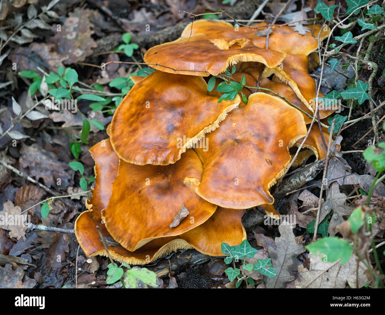 Omphalotus olearius. Orange hongo venenoso. Bioluminiscente. Foto de stock