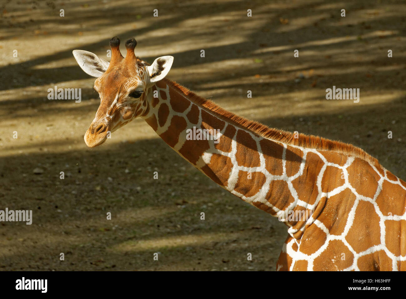 Jirafa (Giraffa camelopardalis) es un africano más puntera de mamíferos ungulados vivos, el más alto y el más grande de los animales terrestres Foto de stock