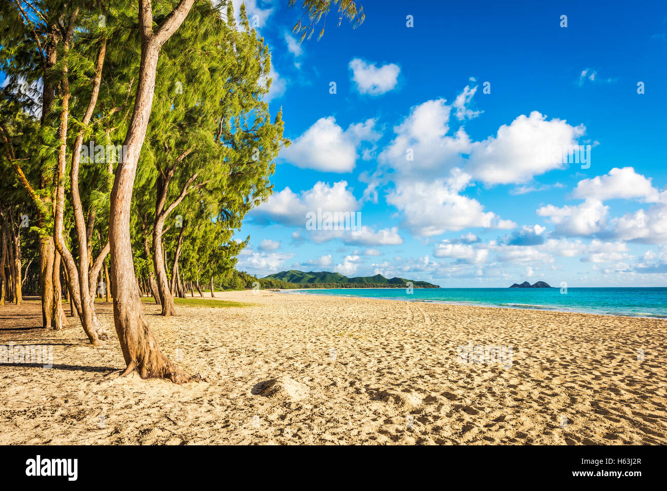 Árboles de palo fierro alineando Waimanalo Beach en la Isla Oahu, Hawaii, EE.UU. Foto de stock