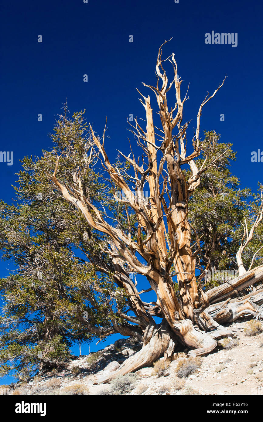 Cono de cerda de pino en el Parque Nacional del mismo nombre Foto de stock