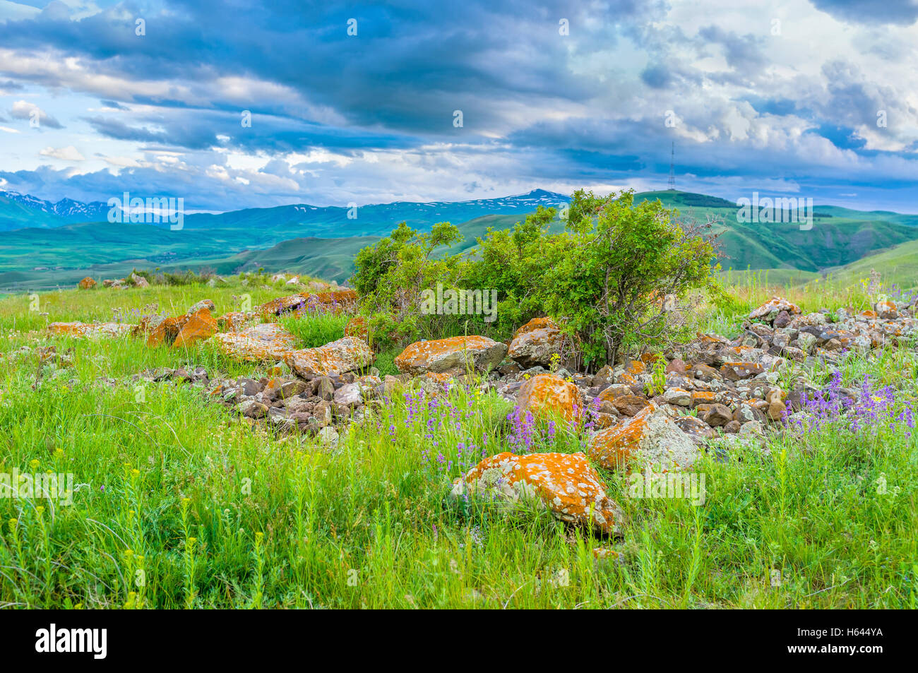 La pradera verde morado naranja con flores y cantos rodados, Provincia Syunic, Armenia. Foto de stock