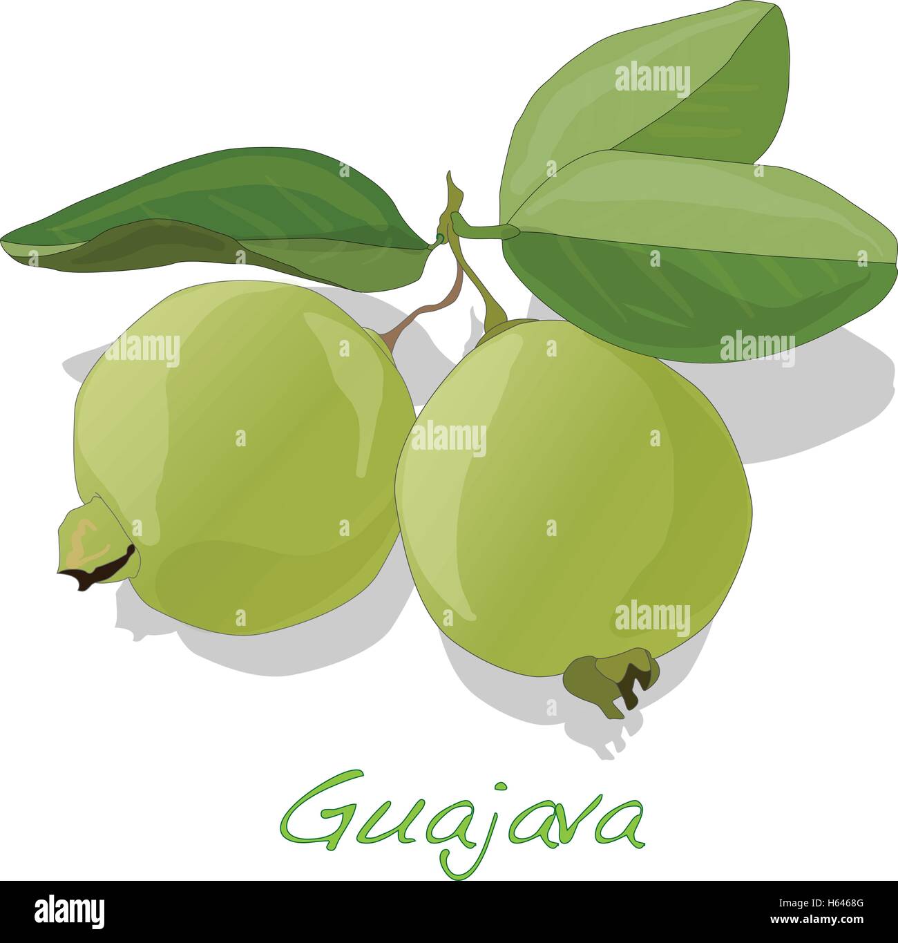 Frescos y orgánicos verde manzana o guayaba la guayaba (Psidium guajava)  ilustración vectorial Imagen Vector de stock - Alamy