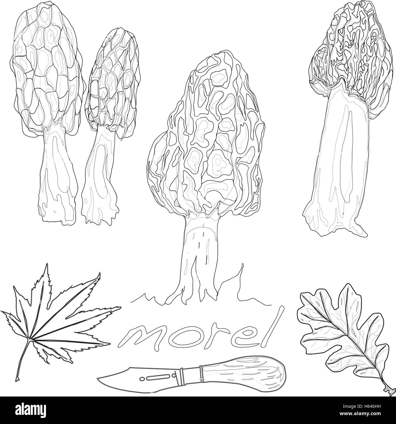 Morel mushroom ilustración vectorial aislado Imagen Vector de stock Alamy