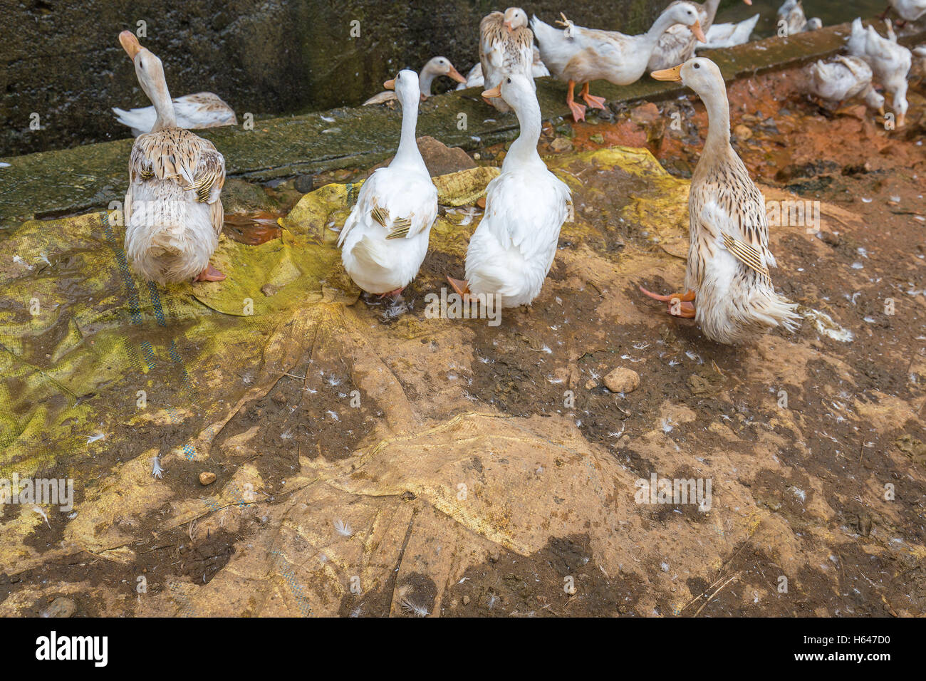 Granja de patos en blanco esperando alimentos alimentación en el borde del piso sucio dentro de pato sty con espacio Foto de stock