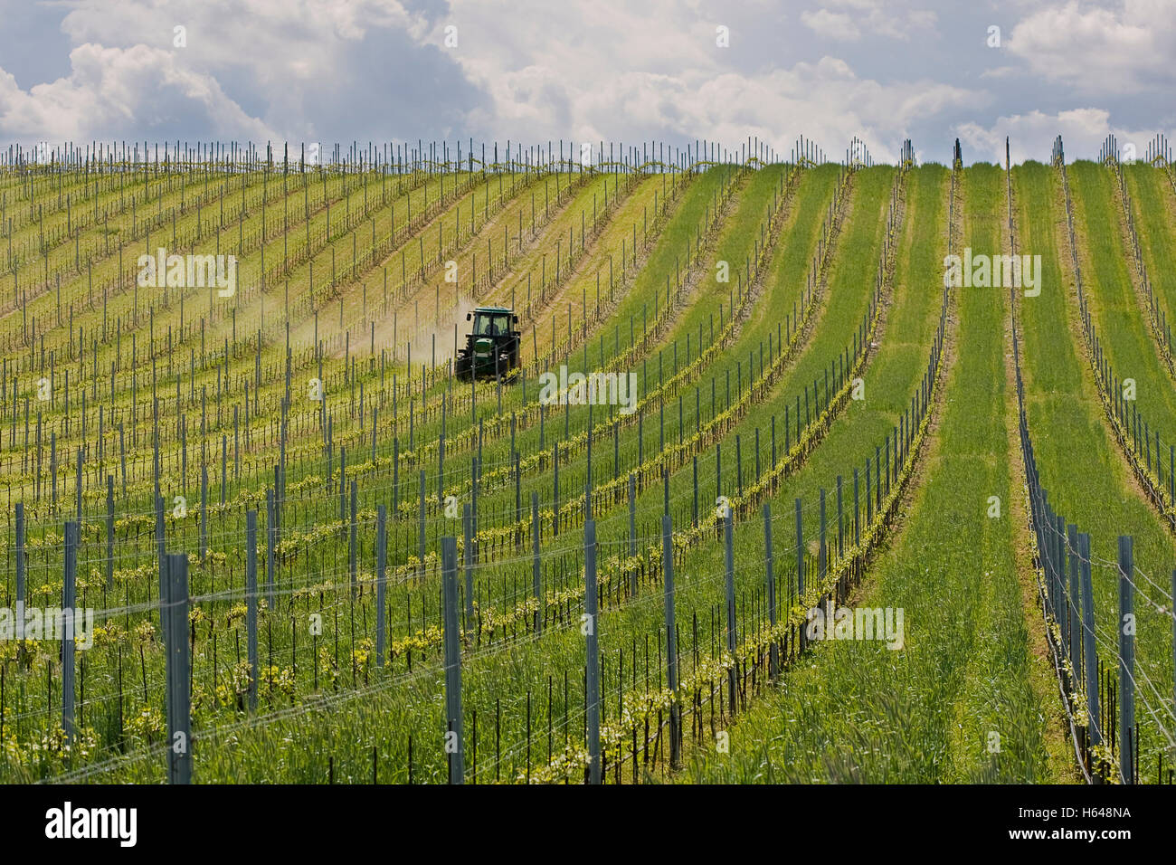 Tractor en un viñedo, Burgenland, Austria, Europa Foto de stock