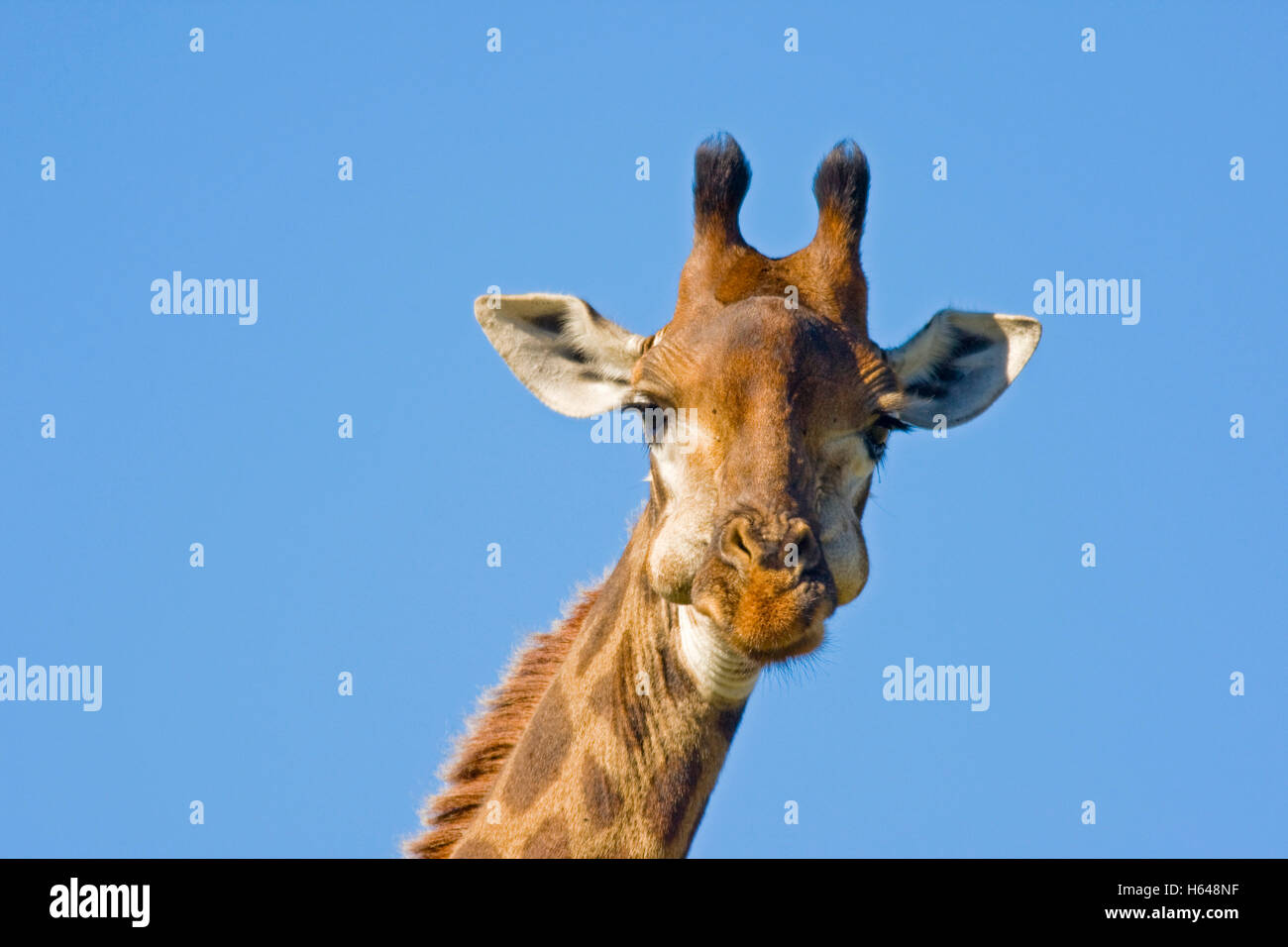 Jirafa (Giraffa camelopardalis), el Parque Nacional de Hluhluwe-Imfolozi, Sudáfrica, África Foto de stock