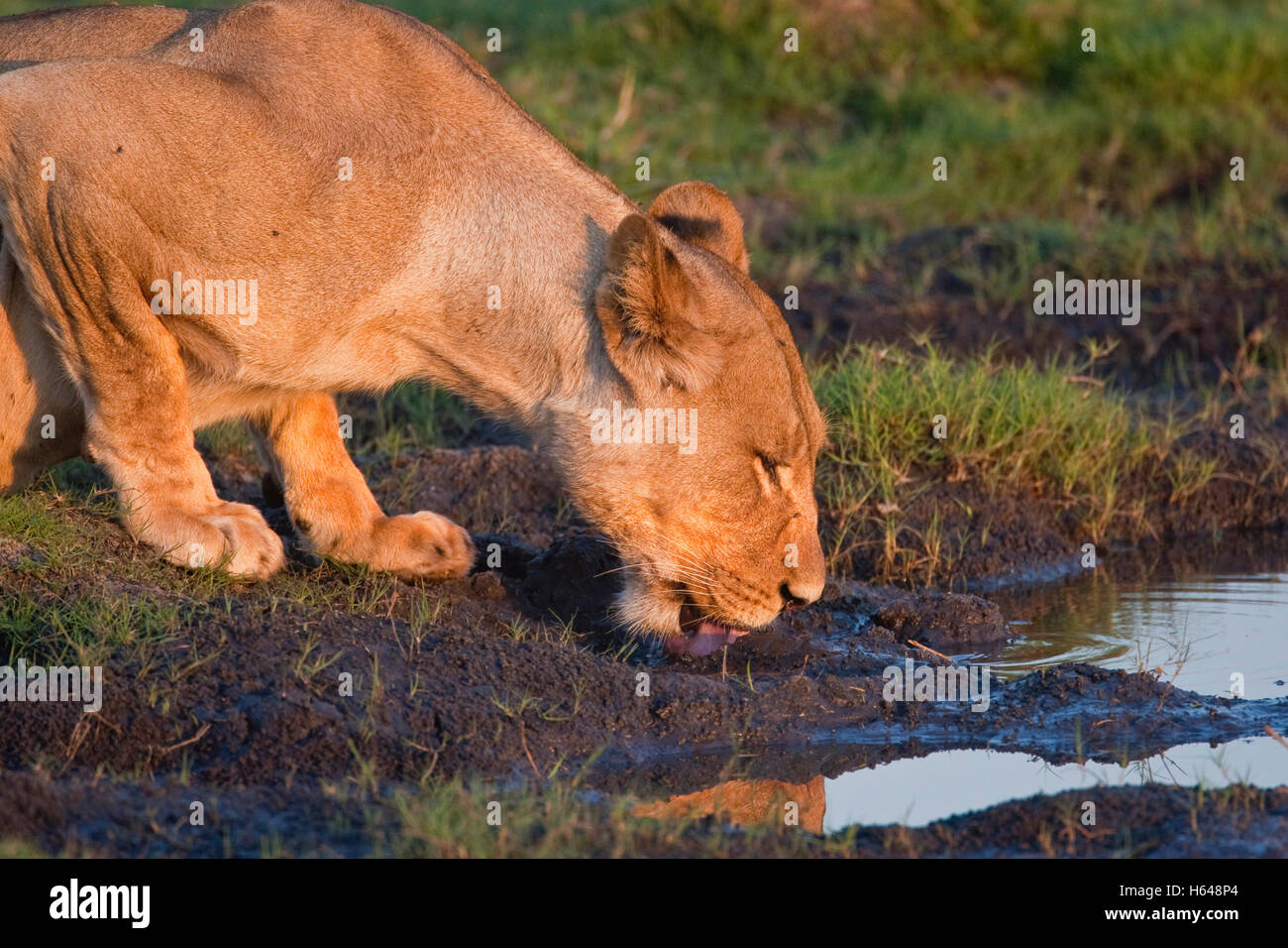 Beber León (Panthera leo), el Parque Nacional Chobe, Botswana, África Foto de stock