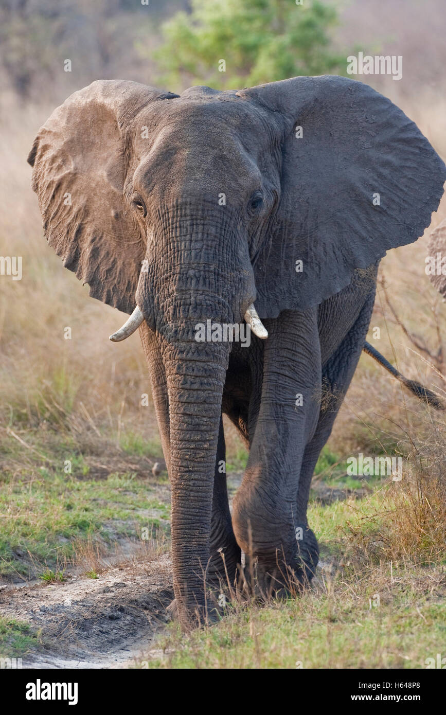 El elefante (Loxodonta africana), el Parque Nacional de Mudumu, Namibia Foto de stock
