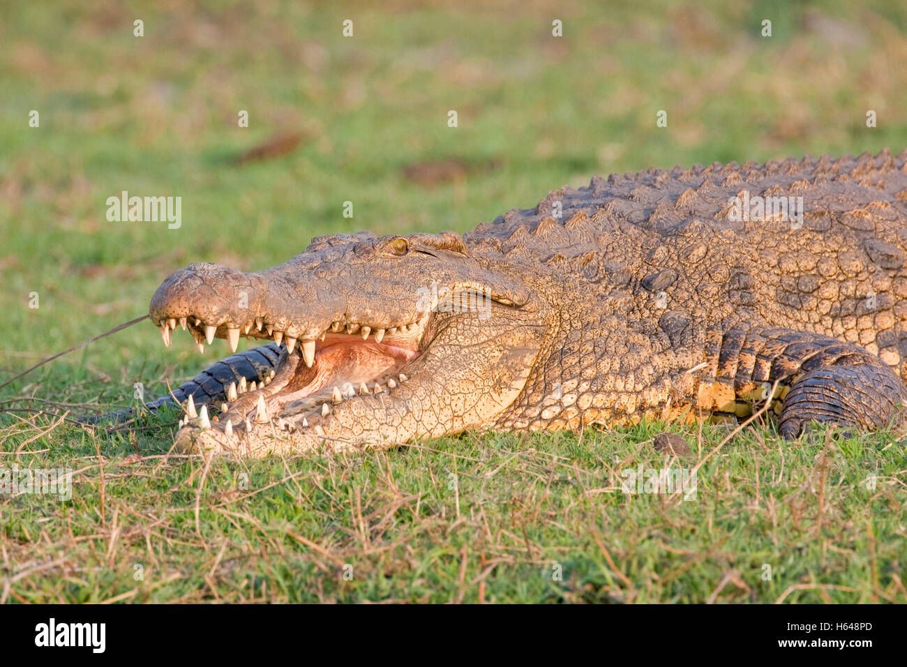 El cocodrilo del Nilo (Crocodylus niloticus), el Parque Nacional Chobe, Botswana, África Foto de stock
