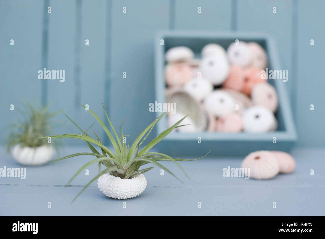 Get La decoracion del bano de mar For iPhone Free