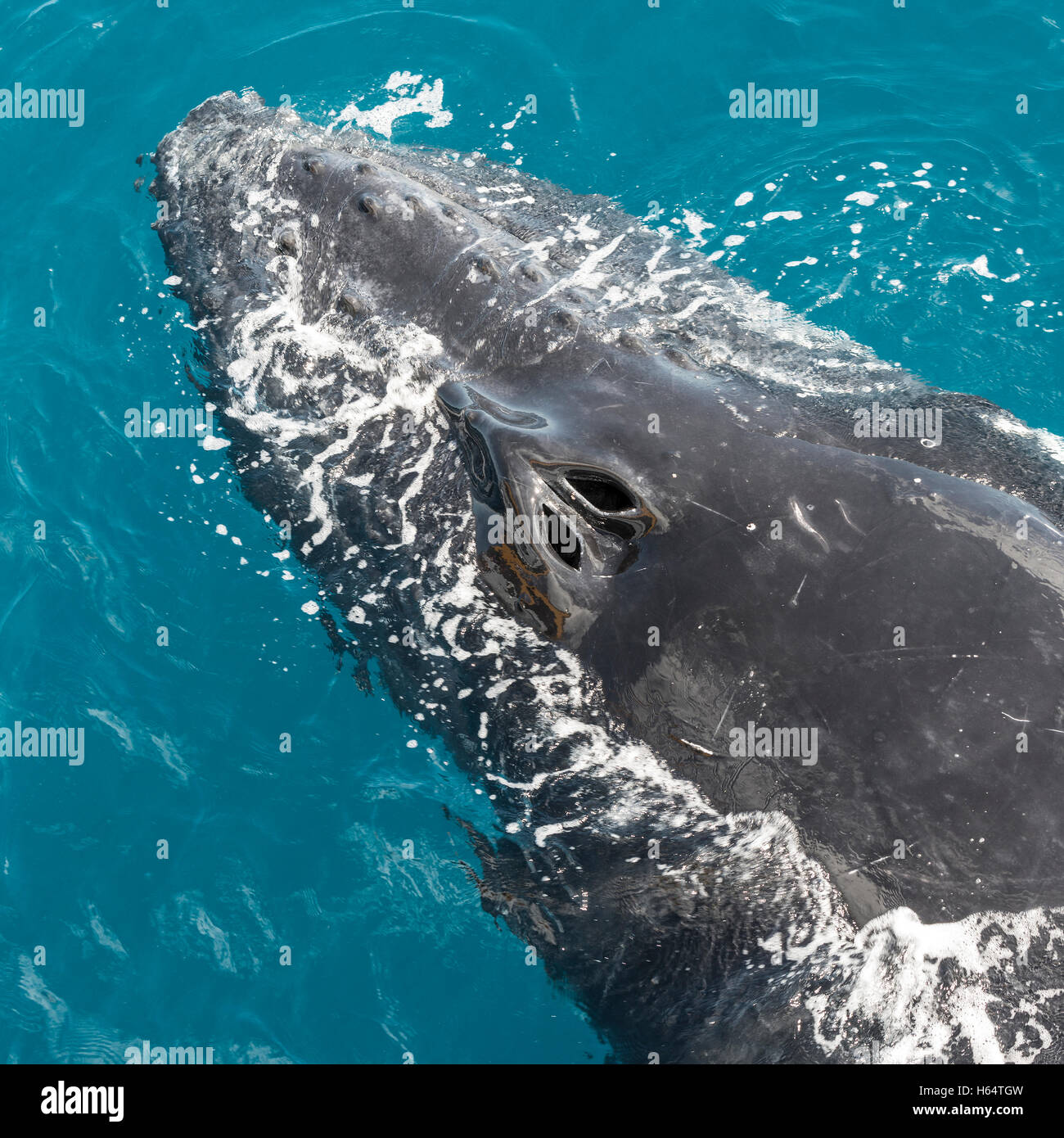 Las ballenas jorobadas en la bahía de Hervey, Queensland, Australia.El primer lugar para la observación de ballenas, destino de vacaciones cerca de la isla de Fraser Foto de stock