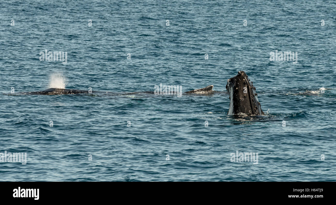 Las ballenas jorobadas en la bahía de Hervey, Queensland, Australia.El primer lugar para la observación de ballenas, destino de vacaciones cerca de la isla de Fraser. Foto de stock