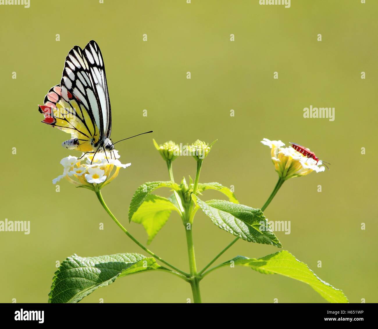 Porque compartir es cuidar! Jezabel común butterfly - Delias eucharis Pieridae con algodón bug disfrutando de la mañana Foto de stock