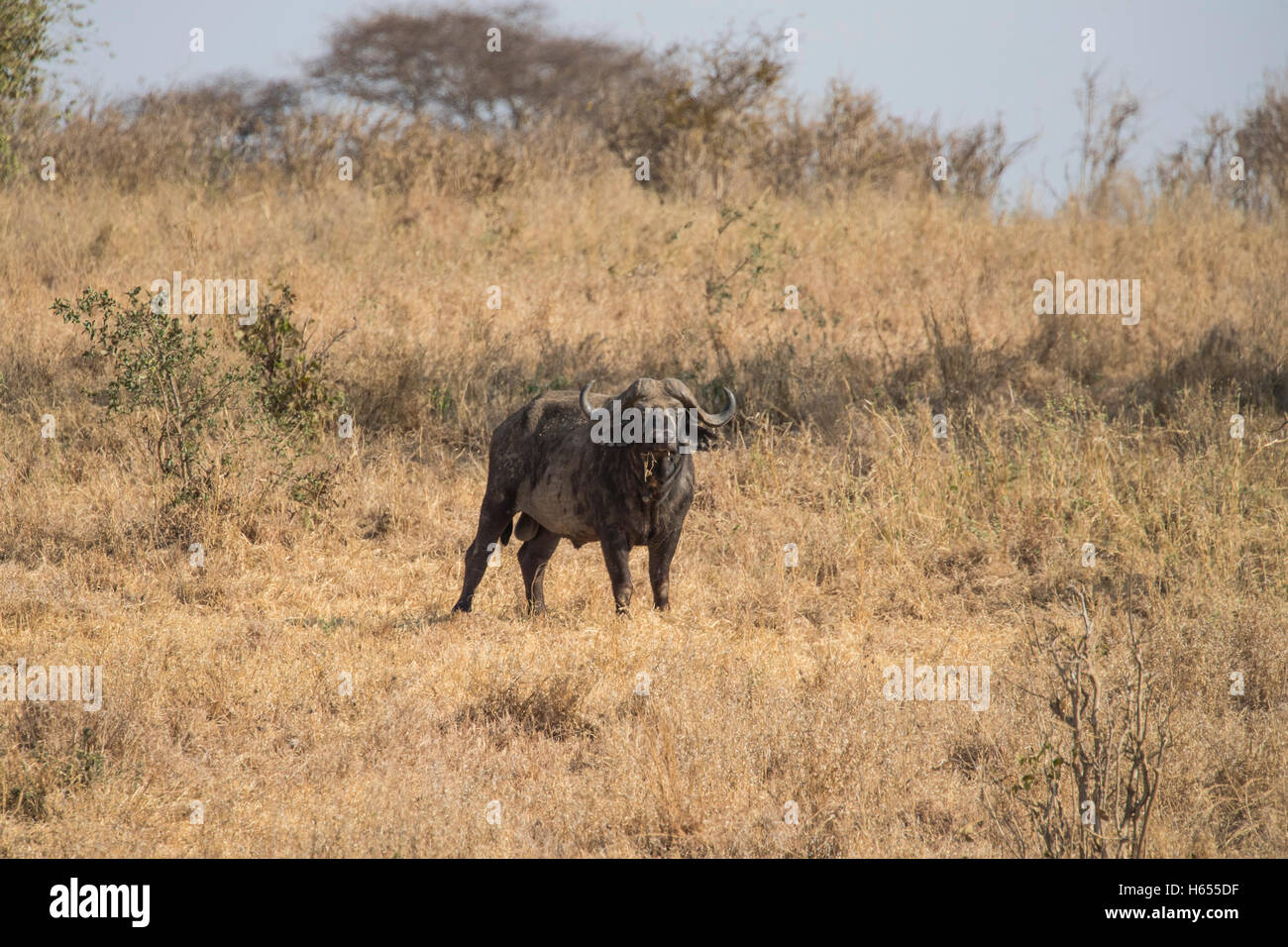 El búfalo africano en el Parque Nacional Tarangire de Tanzania Foto de stock