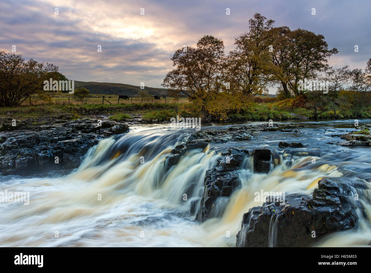 Bowlees, Upper Teesdale County Durham, Reino Unido. Martes 25 de octubre de 2016, el clima del Reino Unido. Después de un agradable día otoñal en Los Peninos del Norte, algunos a última hora de la tarde ilumina el río Tees a baja presión en la parte superior de Teesdale. Crédito: David Forster/Alamy Live News Foto de stock