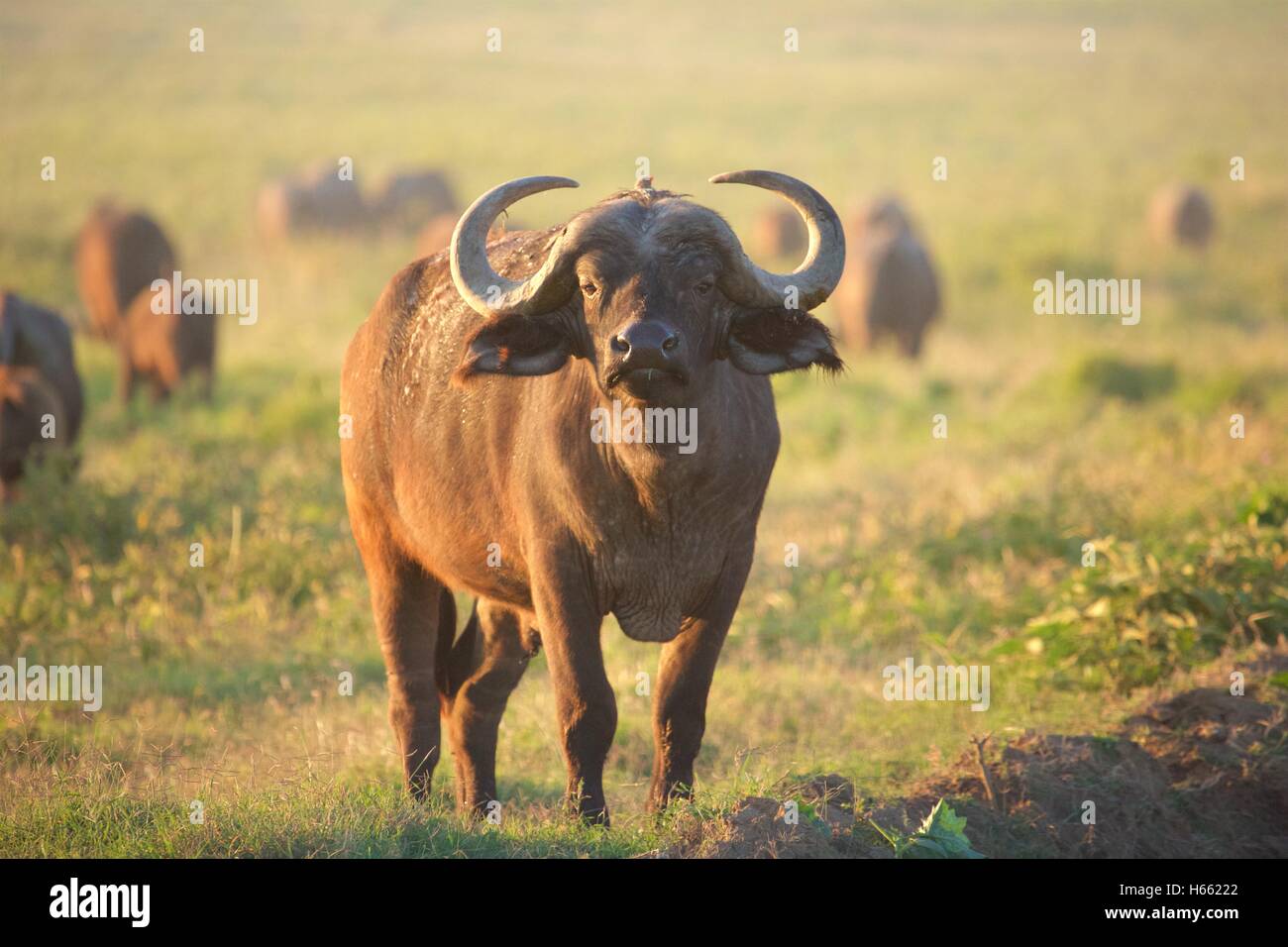 Visualización de búfalo salvaje al amanecer en el Parque Nacional lago Nakuru, Kenya Foto de stock