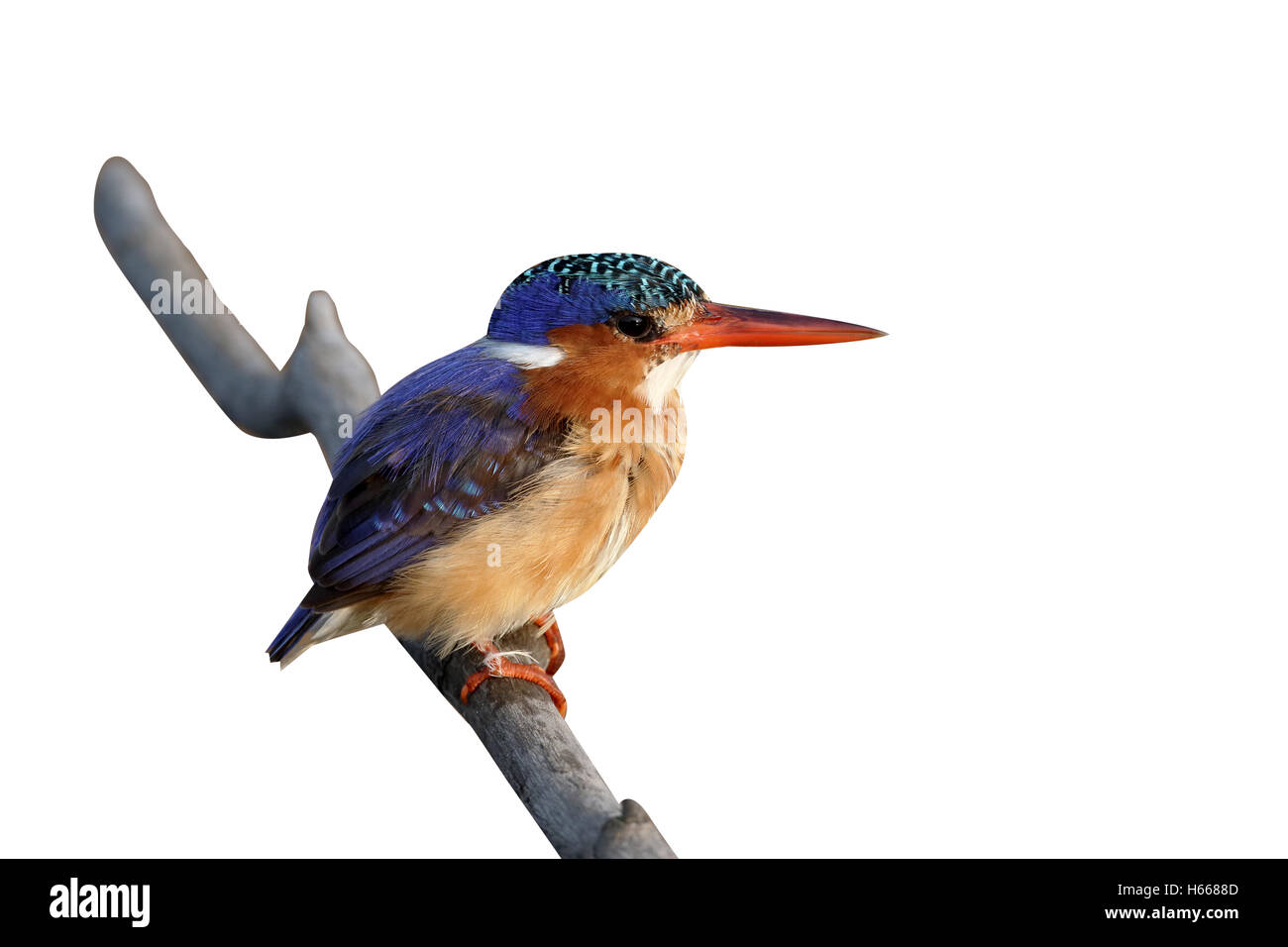 Malachite kingfisher, Alcedo cristata, solo pájaro en rama, Sudáfrica, agosto de 2015 Foto de stock